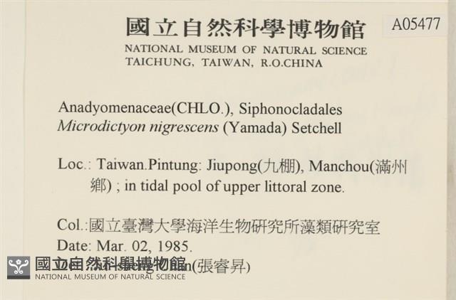 黑葉小網藻藏品圖，第2張