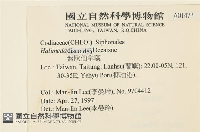 盤狀仙掌藻藏品圖，第2張