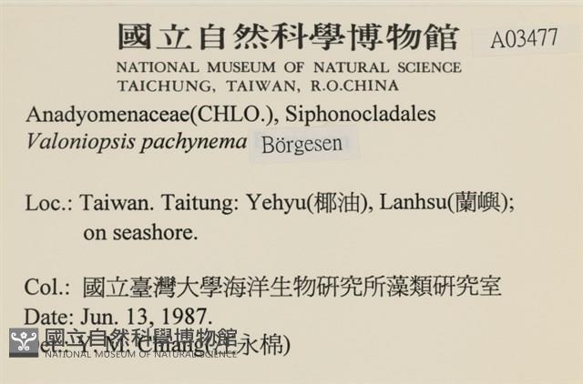 指枝藻藏品圖，第2張