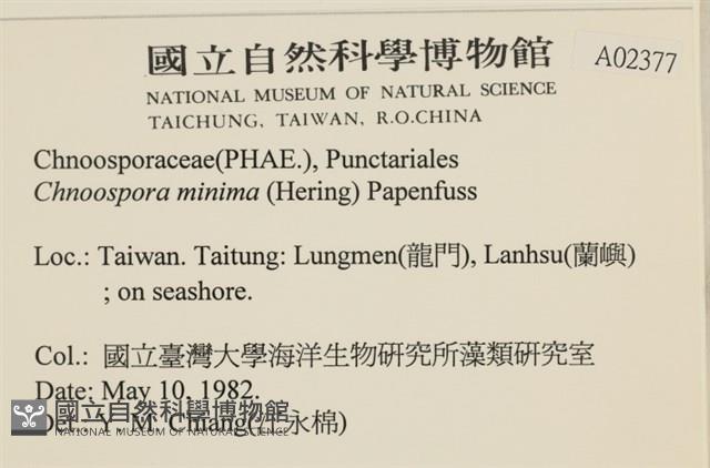 小毛孢藻, 小鹿角苔藏品圖，第2張