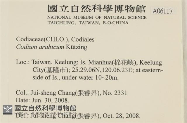 阿拉伯松藻藏品圖，第2張