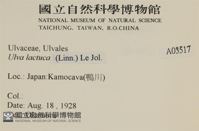 大石蓴, 石蓴藏品圖，第2張