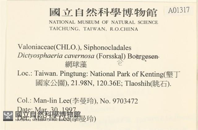 網球藻藏品圖，第2張