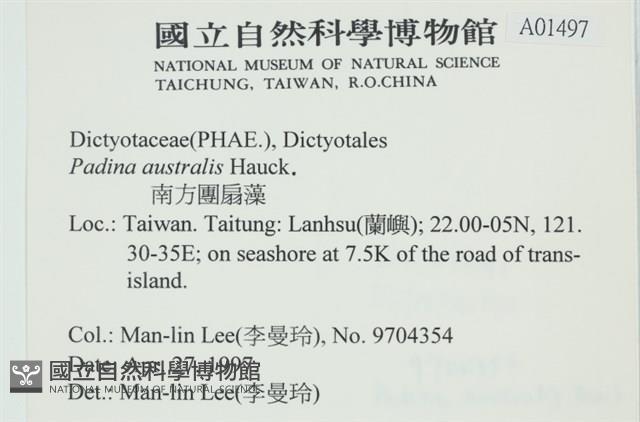 南方團扇藻藏品圖，第2張