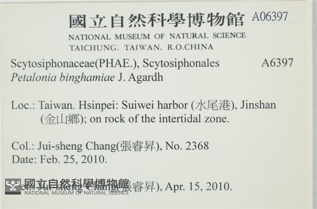 葉苔, 小海帶藏品圖，第2張