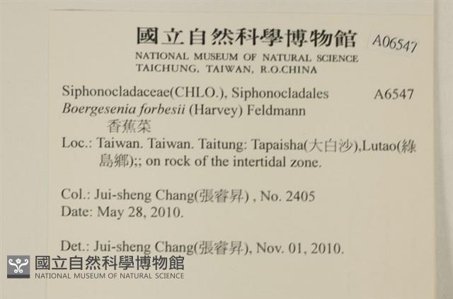 曲玉藻, 香蕉菜, 玉茄藻藏品圖，第2張