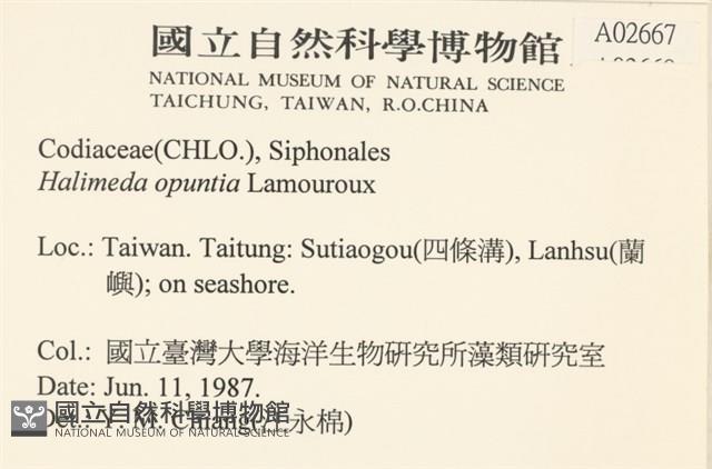 仙掌藻, 海仙人掌藏品圖，第2張