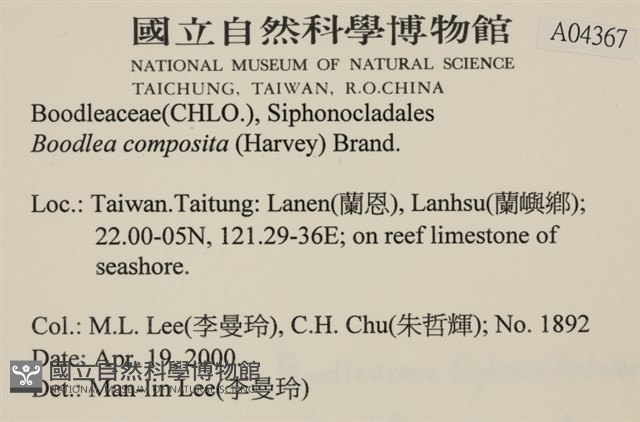 布氏藻藏品圖，第2張