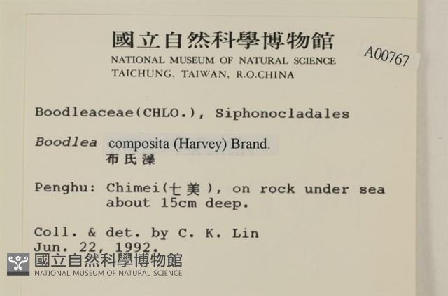 布氏藻藏品圖，第2張