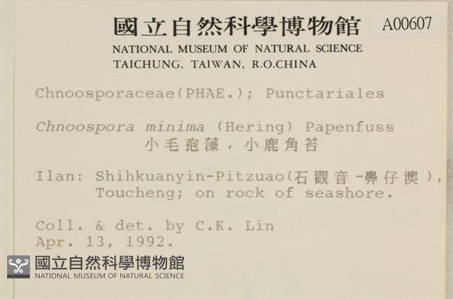 小毛孢藻, 小鹿角苔藏品圖，第2張