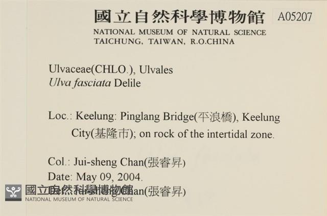 長片石蓴, 裂片石蓴藏品圖，第2張