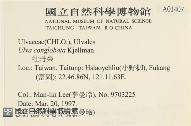 茶花石蓴, 牡丹菜藏品圖，第2張