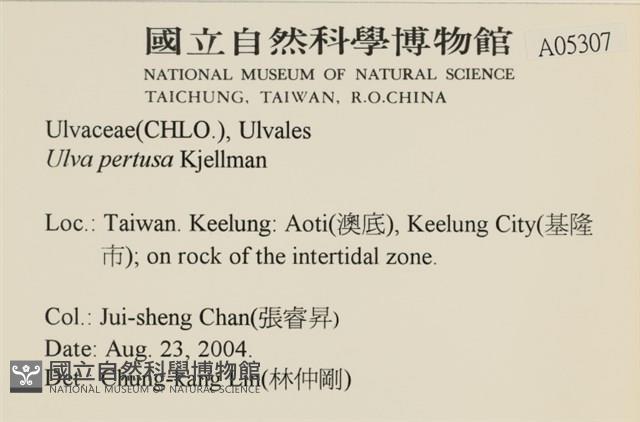 石蓴藏品圖，第2張