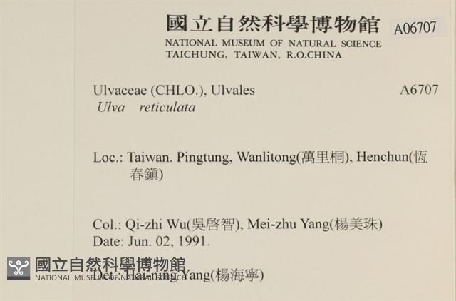 網石蓴藏品圖，第2張