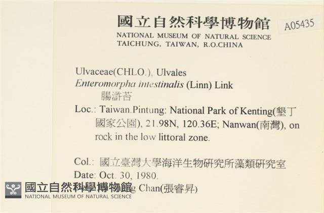 腸滸苔, 河石髮藏品圖，第2張