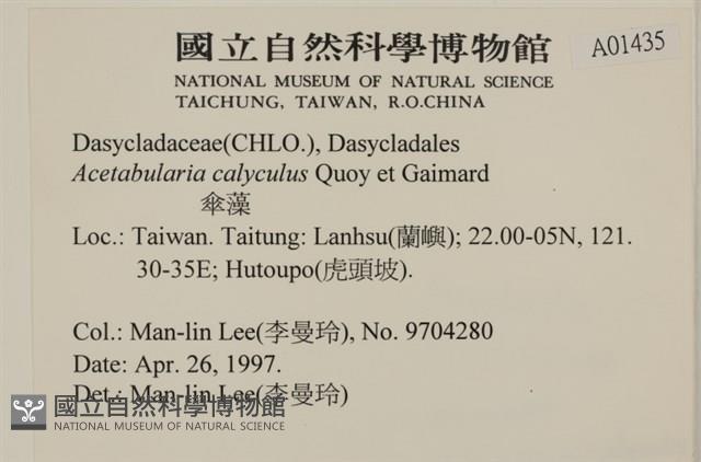 傘藻藏品圖，第2張