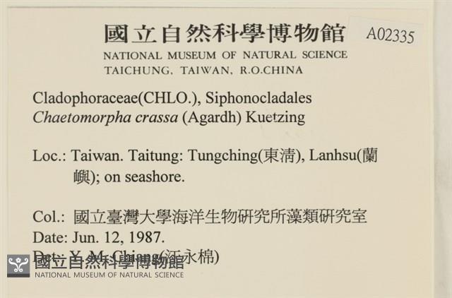 粗硬毛藻, 綠苔藏品圖，第2張