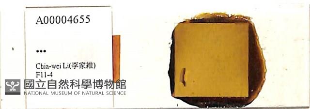 登錄號:A00004655藏品圖，第1張
