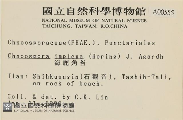 海鹿角苔藏品圖，第2張