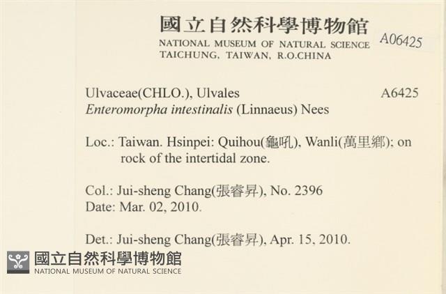 腸滸苔, 河石髮藏品圖，第2張