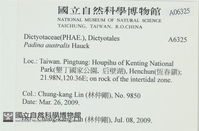 南方團扇藻藏品圖，第2張