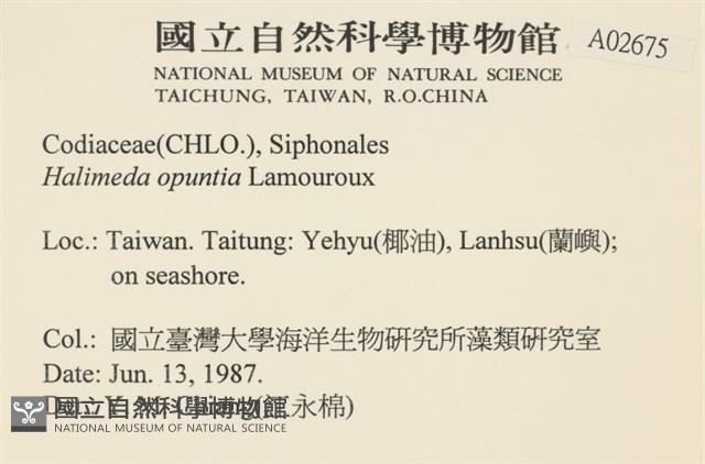 仙掌藻, 海仙人掌藏品圖，第2張