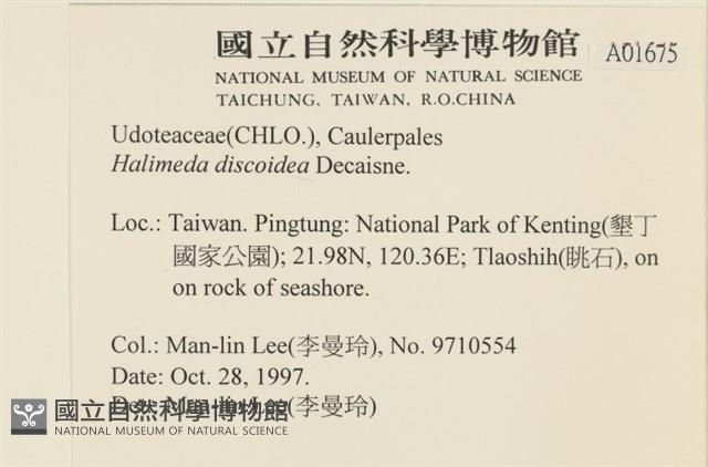 盤狀仙掌藻藏品圖，第2張