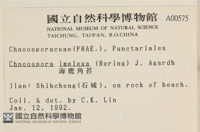 海鹿角苔藏品圖，第2張