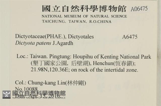 刺叉網地藻藏品圖，第2張