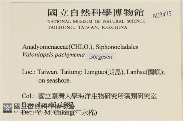 指枝藻藏品圖，第2張