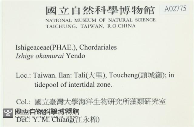 石牙藻, 石牙菜, 鐵釘菜藏品圖，第2張