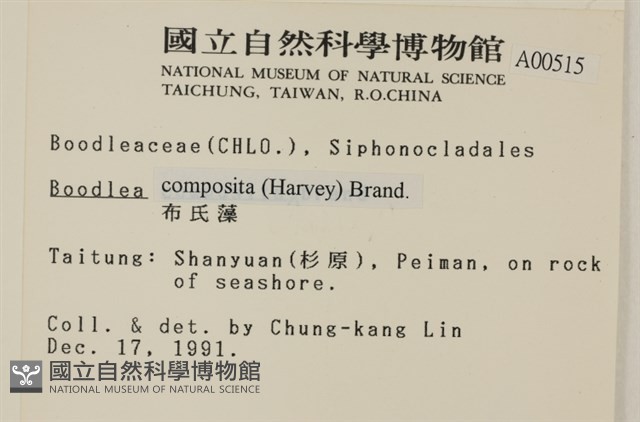 布氏藻藏品圖，第2張