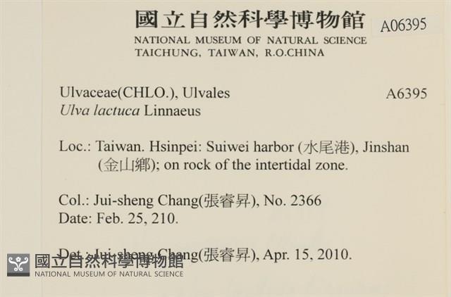 大石蓴, 石蓴藏品圖，第2張