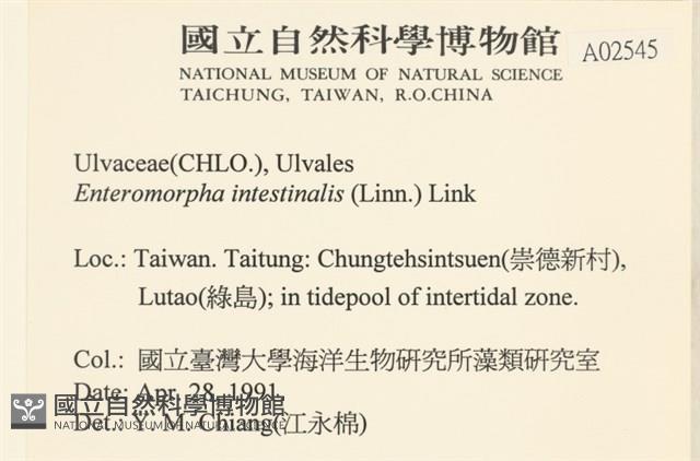 腸滸苔, 河石髮藏品圖，第2張