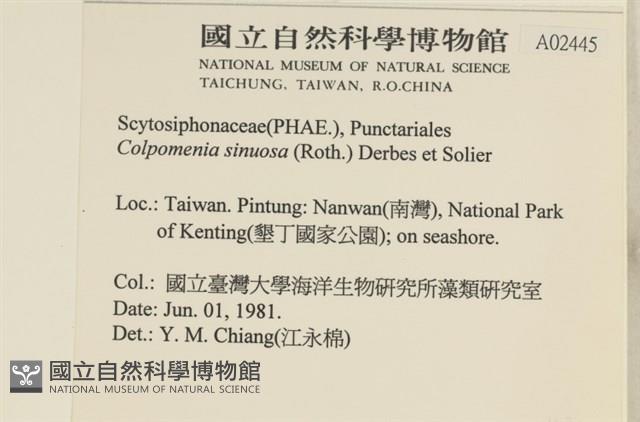 袋苔, 囊藻藏品圖，第2張