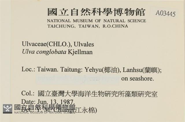 茶花石蓴, 牡丹菜藏品圖，第2張