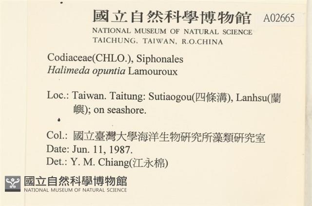 仙掌藻, 海仙人掌藏品圖，第2張