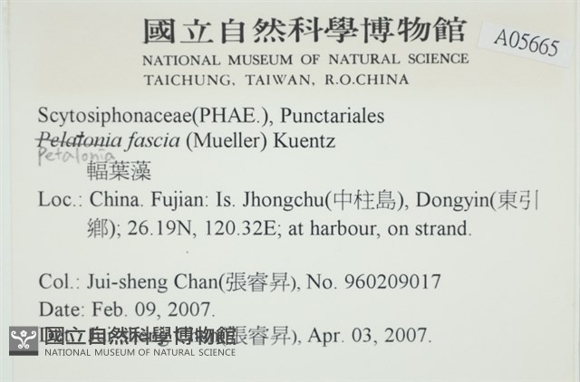 西洋葉苔藏品圖，第2張