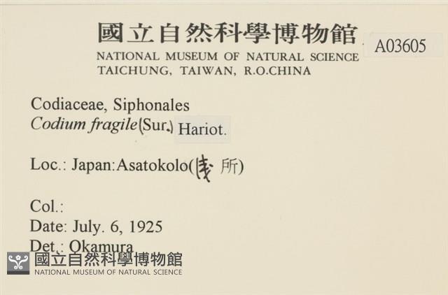 水松, 松藻藏品圖，第2張