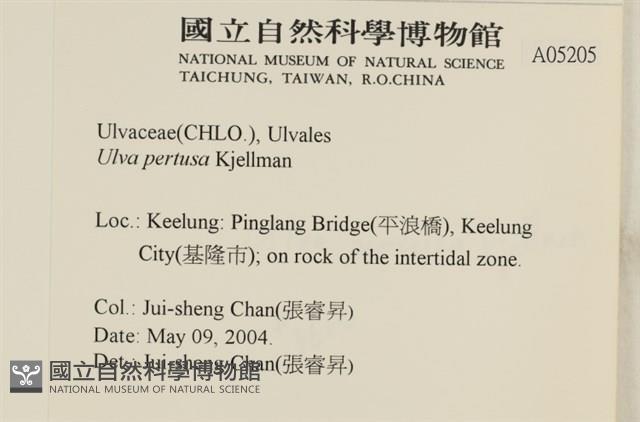 石蓴藏品圖，第2張