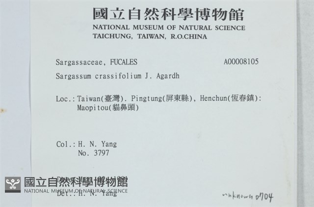 厚葉馬尾藻藏品圖，第2張