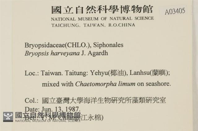 偏列羽藻藏品圖，第2張