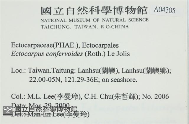 絲狀外子藻, 水雲藏品圖，第2張