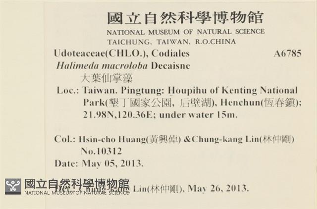 大葉海仙人掌, 大葉仙掌藻藏品圖，第2張