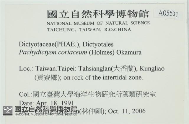 厚網目藻藏品圖，第2張