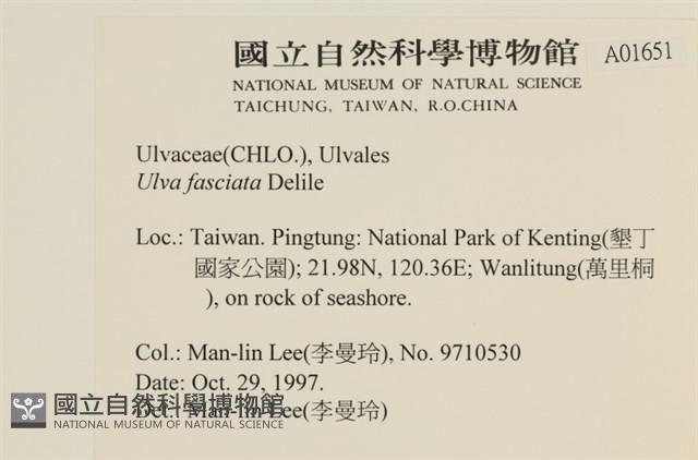 長片石蓴, 裂片石蓴藏品圖，第2張