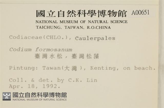 臺灣水松, 臺灣松藻藏品圖，第2張