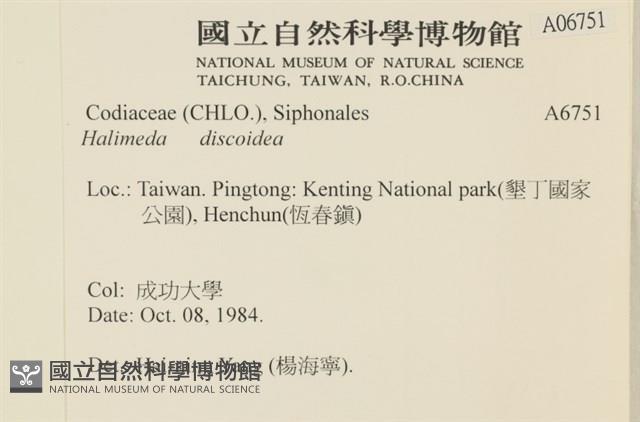 盤狀仙掌藻藏品圖，第2張