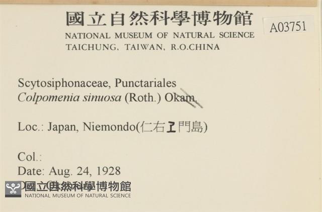 袋苔, 囊藻藏品圖，第2張