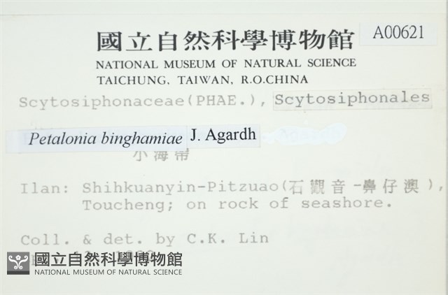 葉苔, 小海帶藏品圖，第2張